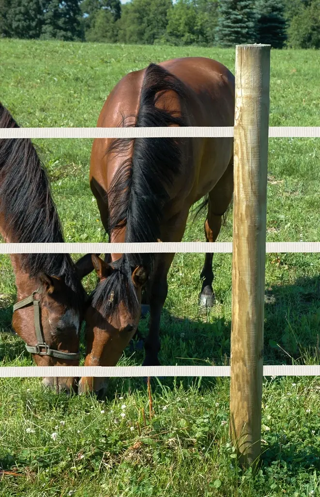 jgw_horses-97503.webp
