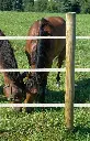 jgw_horses-97503.webp