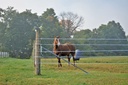 hdd_horse_2_2015-42132.jpg